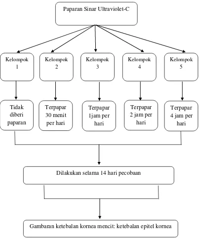 Gambaran ketebalan kornea mencit: ketebalan epitel kornea 