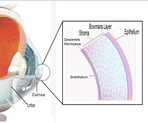 Gambar 3. Anatomi Kornea Sumber: Riordan-Eva, 2010 