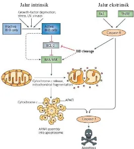 Gambar 1. Proses apoptosis sel melalui jalur intrinsik dan ekstrinsik (Youle dan Stasser, 2008) 