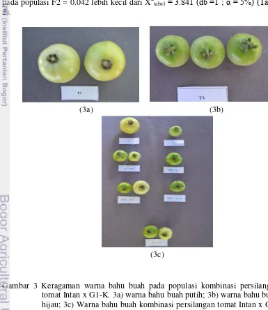 Gambar 3 Keragaman warna bahu buah pada populasi kombinasi persilangan tomat Intan x G1-K