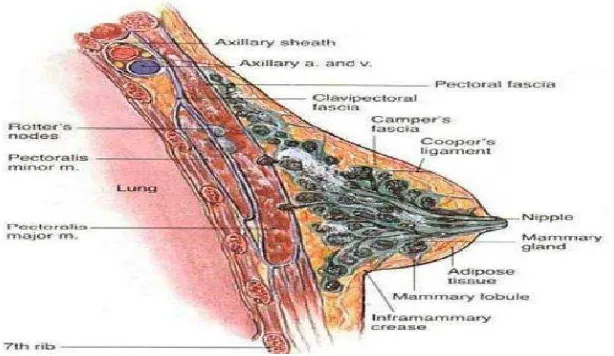 Gambar 1. Anatomi Payudara (Snell, 2006). 