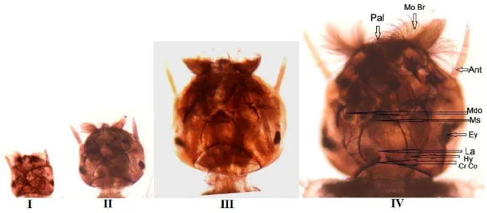 Gambar 2. Kepala larva Aedes aegypti instar I-IV  (Ananya bar & J. Andrew, 2013). 