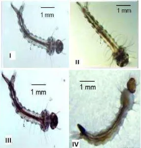 Gambar 3. Badan larva Aedes aegypti instar I-IV   (Ananya bar & J. Andrew, 2013) 