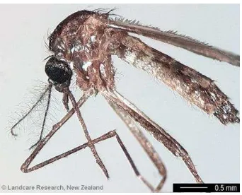 Gambar 6. Nyamuk Aedes aegypti (Landcare research, 2013). 