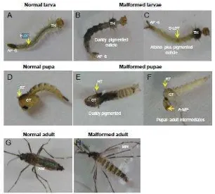 Gambar 8. Malformasi larva, pupa dan nyamuk dewasa  Aedes aegypti  (Kabir, 2010) 