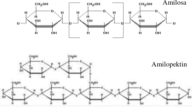 Gambar 2. Struktur amilosa dan amilopektin Sumber : Swinkels (1985) dalam Beynum dan Roeis (1985) 