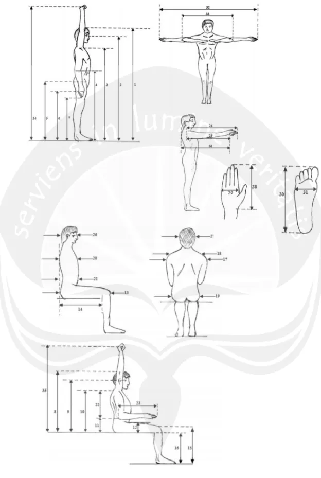 Gambar 2.1. Dimensi Anthropometri 