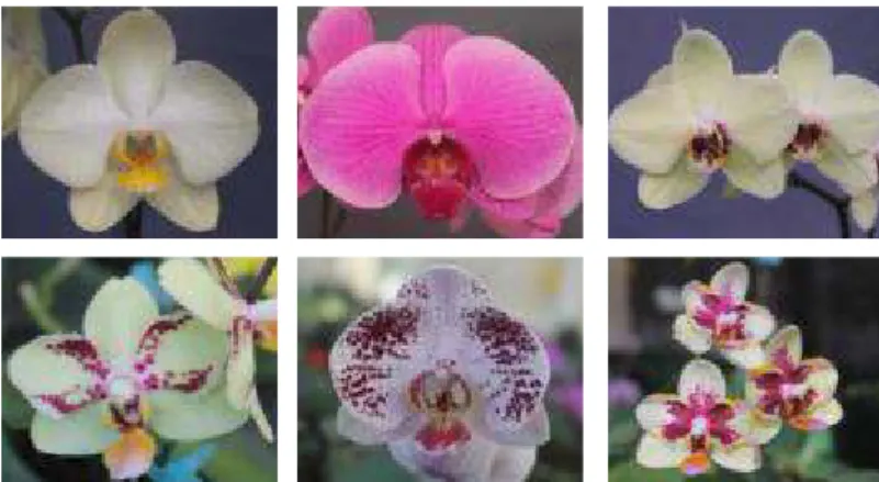 Gambar 2. Variasi warna klon-klon terpilih anggrek Phalaenopsis tipe standar 