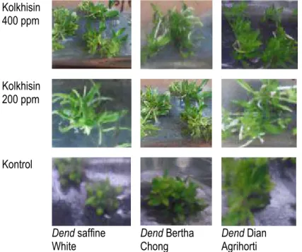 Gambar 8. Plb anggrek Dendrobium spp setelah perendaman dengan kolkhisin  200 ppm dan 400 ppm selama 5 hari 