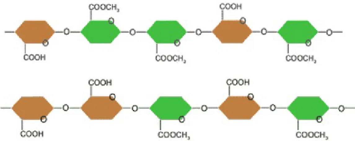 Gambar 5. Rumus molekul pektin bermetoksil tinggi (atas) dan pektin bermetoksil rendah (rendah)
