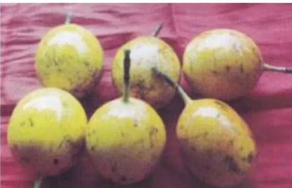 Gambar 2.1 Buah Markisa [23] 