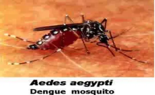Gambar 2.2. Nyamuk Aedes aegypti (Sumber: Kemenkes RI, 2011) 