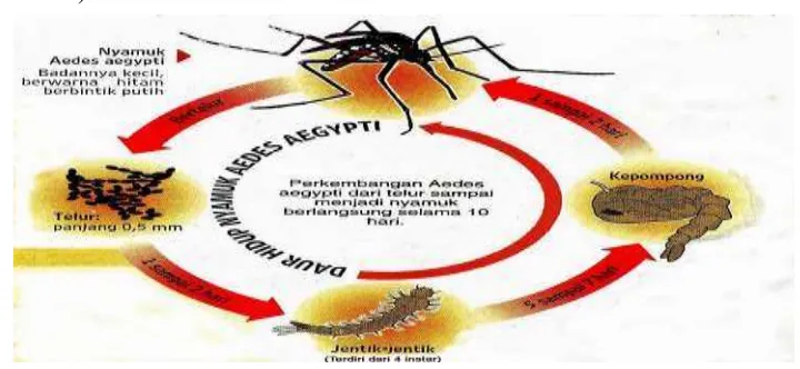 Gambar 2.3. Siklus Hidup Nyamuk Aedes agypti 