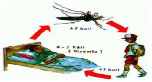 Gambar 2.4. Siklus Penularan Demam Berdarah Dengue (DBD) 