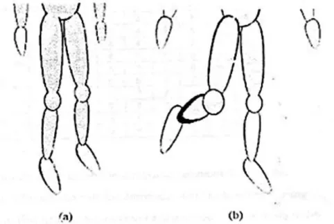 Gambar 2.1.9. Range pergerakan kaki (a) kaki tertopang, bobot tersebar merata dan (b) kaki tidak  tertopang, bobot tidak tersebar merata 