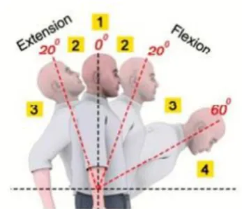 Gambar 2.2.1 Range Pergerakan Punggung 