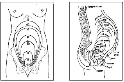 Gambar 2.1 Pembesaran Uterus menurut Umur Kehamilan Sumber : Prawirohardjo (2010)