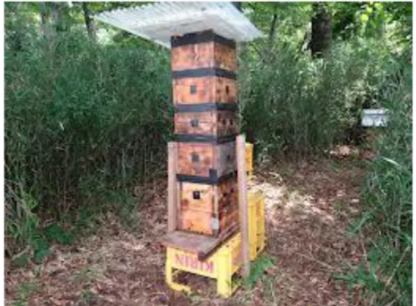 Gambar 3. Contoh madu alami produksi dalam negeri Jepang 