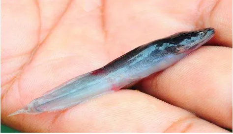 Gambar 1. Ikan Lele yang terserang ektoparasit  Trichodina sp Sumber: Dokumentasi pribadi (2015)  