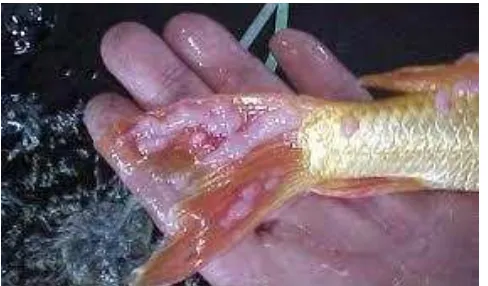 Gambar 2. Ikan Mas yang terserang ektoparasit  Argulus sp.  Sumber: Dokumentasi pribadi (2015) 