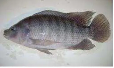 Gambar 3. Morfologi ikan Nila 