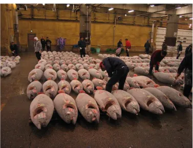 Gambar 2. Ribuan Tuna yang siap dilelang 