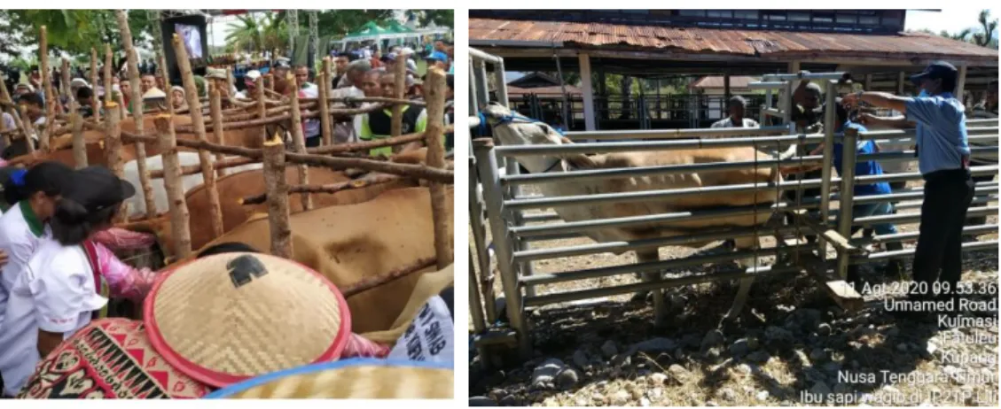 Gambar 11. Perbenihan Padi 