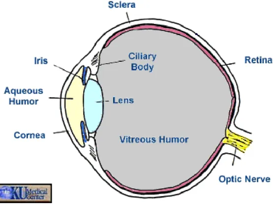 Gambar anatomi mata  