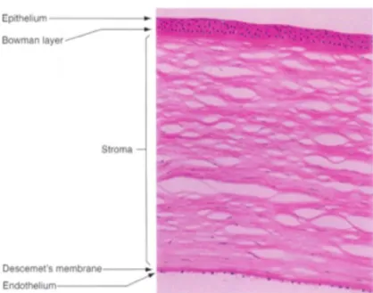 Gambar 2.1 Lapisan Kornea (American Academy of Ophthalmology Staff,  2011-2012b) 