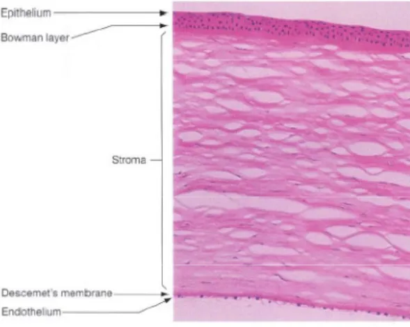 Gambar 2.1 Lapisan kornea (American Academy of Opthalmology 2011-2012b) 