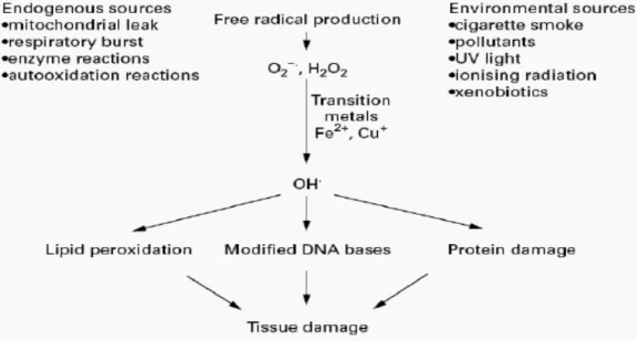 Gambar  2. 2: Sumber eksogen dan endogen radikal bebas (Droge,  2002;  