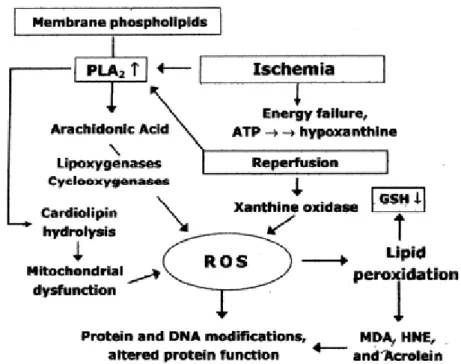 Gambar 2. 3: Metabolisme asam arakhidonat dan peroksidase lipid                         (Lipton,  et al., 1999) 