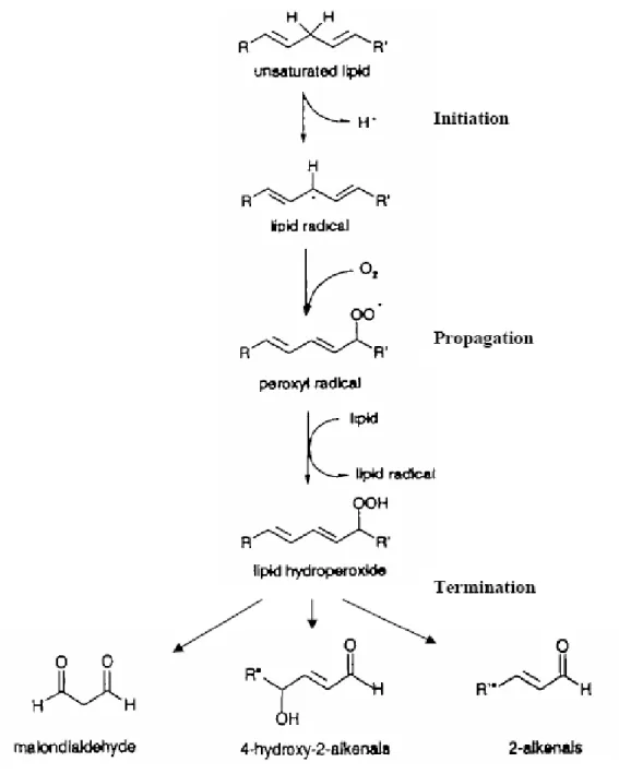 Gambar 2. 4: Tiga fase reaksi berantai peroksidase lipid (Burcham,                         1998)               
