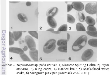 Gambar 2  Hepatozoon sp. pada eritosit, 1) Siamese Spitting Cobra, 2) Ptyas 