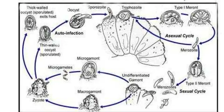 Gambar 8  Patologi anatomi pada usus ular yang terkena Cryptosporidia sp. 
