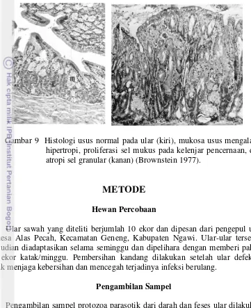 Gambar 9  Histologi usus normal pada ular (kiri), mukosa usus mengalami 