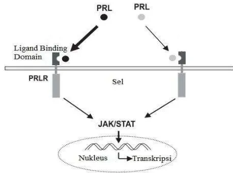 Gambar 6 Jalur sinyal gen prolaktin (Sumber: Bu et al. 2013) 