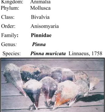 Gambar 2. Kerang kapak-kapak (Pinna muricata Linnaeus, 1758)  2.6  Ikan Bandeng (Chanos chanos) 