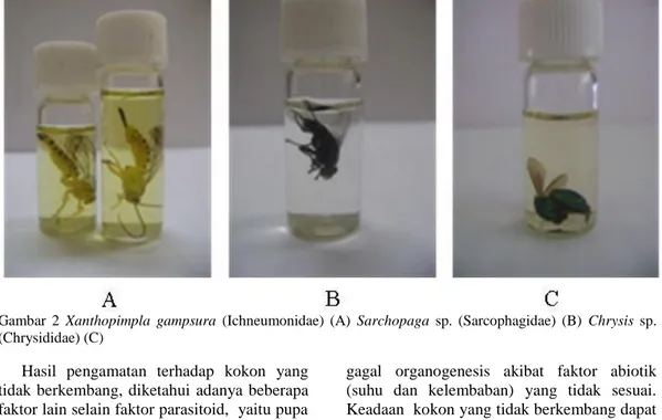 Gambar  2  Xanthopimpla  gampsura  (Ichneumonidae)  (A)  Sarchopaga  sp.  (Sarcophagidae)  (B)  Chrysis  sp