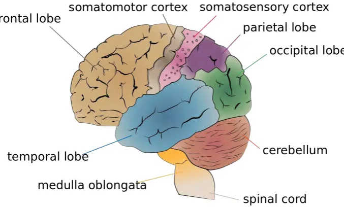 Figure 2.3: Basic functional brain map [4] 