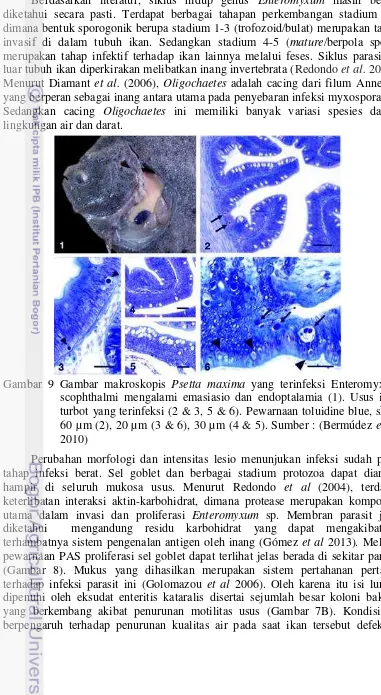 Gambar 9 Gambar makroskopis  Psetta maxima yang terinfeksi Enteromyxum 