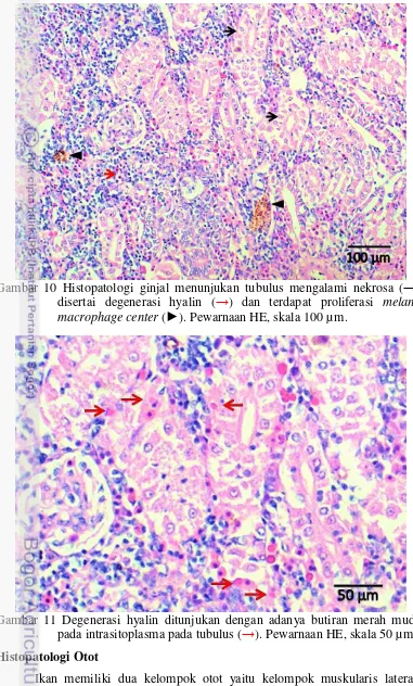 Gambar 10 Histopatologi ginjal menunjukan tubulus mengalami nekrosa ( →) 