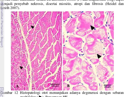 Gambar 12 Histopatologi otot menunjukan adanya degenerasi dengan sebaran multifokus (►)