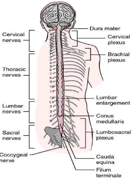 Gambar 4. Anatomi Tulang Belakang (Snell, 2005) 