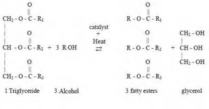 Figure 2.3: The overall chemical equation of transesterification process. 