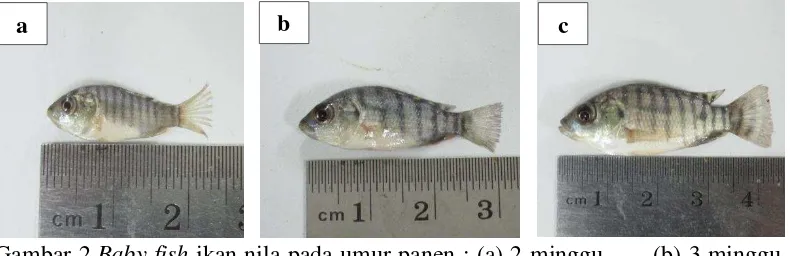 Gambar 2 Baby fish ikan nila pada umur panen : (a) 2 minggu,      (b) 3 minggu, 