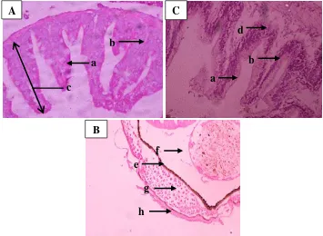 Gambar 4 Penampang melintang pencernaan baby fish ikan nila pada berbagai umur panen : (a)  umur dua minggu perbesaran 400x (b) dua minggu perbesaran 100x, (c) empat minggu perbesaran 400x (a