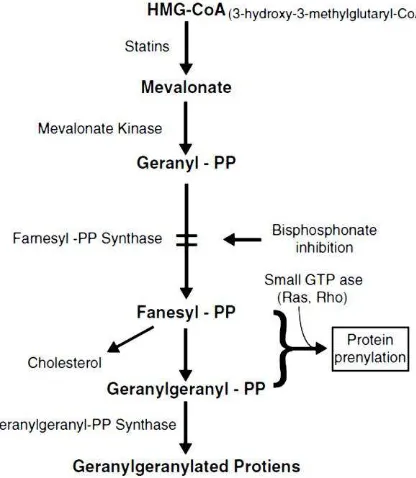 Gambar 2.2. Efek N-BPs menghambat farnesyl pyrophosphate synthase dalam jalur mevalonate (Ghoneima dkk., 2010) 