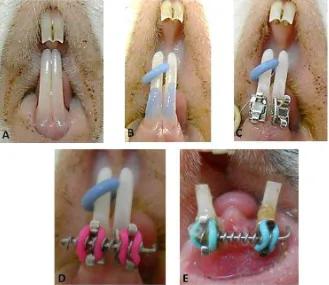 Gambar 3.2. Proses Menggerakkan gigi A. Gigi insisivus bawah marmot, B. Pemasangan Separator & Pemberian Etsa, C
