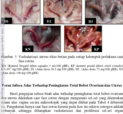 Tabel 4 Hasil pengukuran total bobot ovarium dan uterus saat fase estrus 